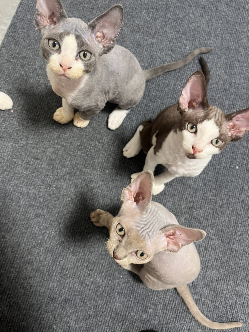 德文卷毛猫弟弟