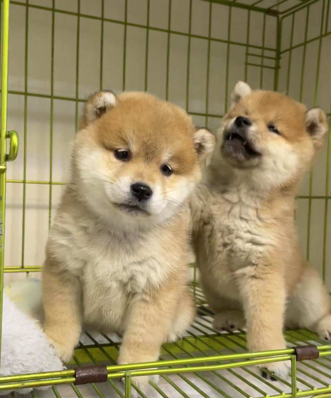 近期打算养柴犬的姐妹围观我吧🐕