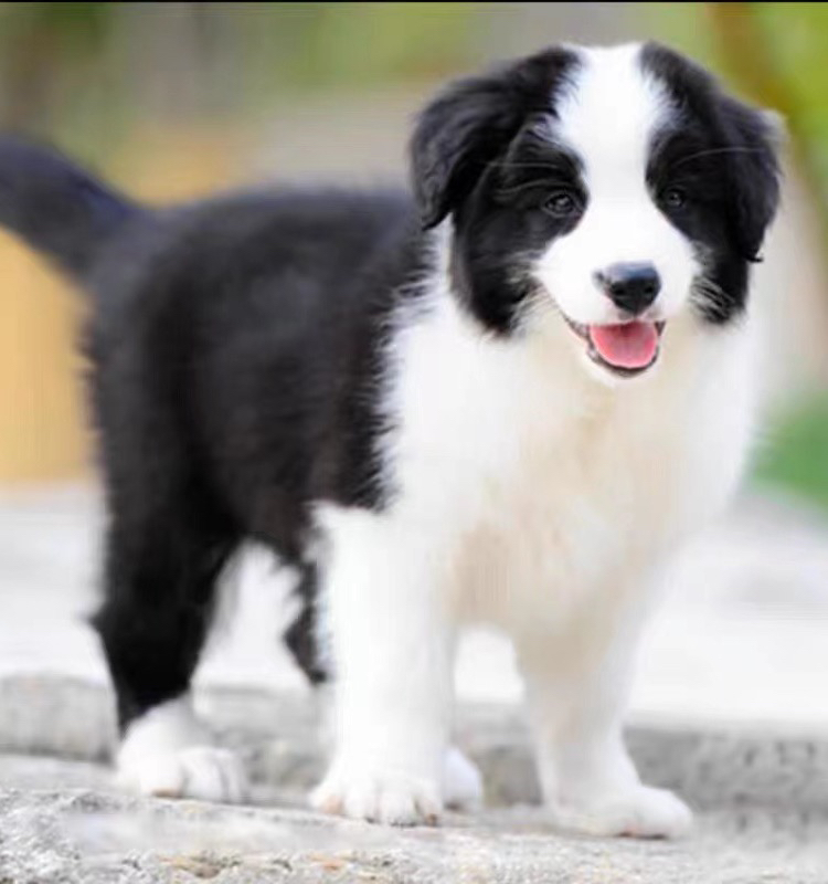 边境牧羊犬 陨石边牧 金边 咖啡色边牧