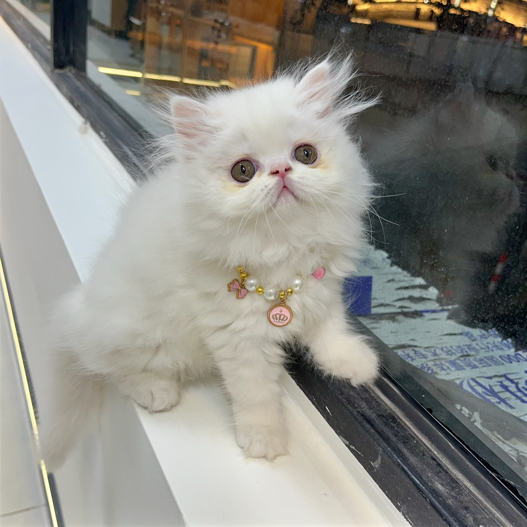 可爱波斯猫，浑身雪白如雪球，戴精美项圈尽显优雅