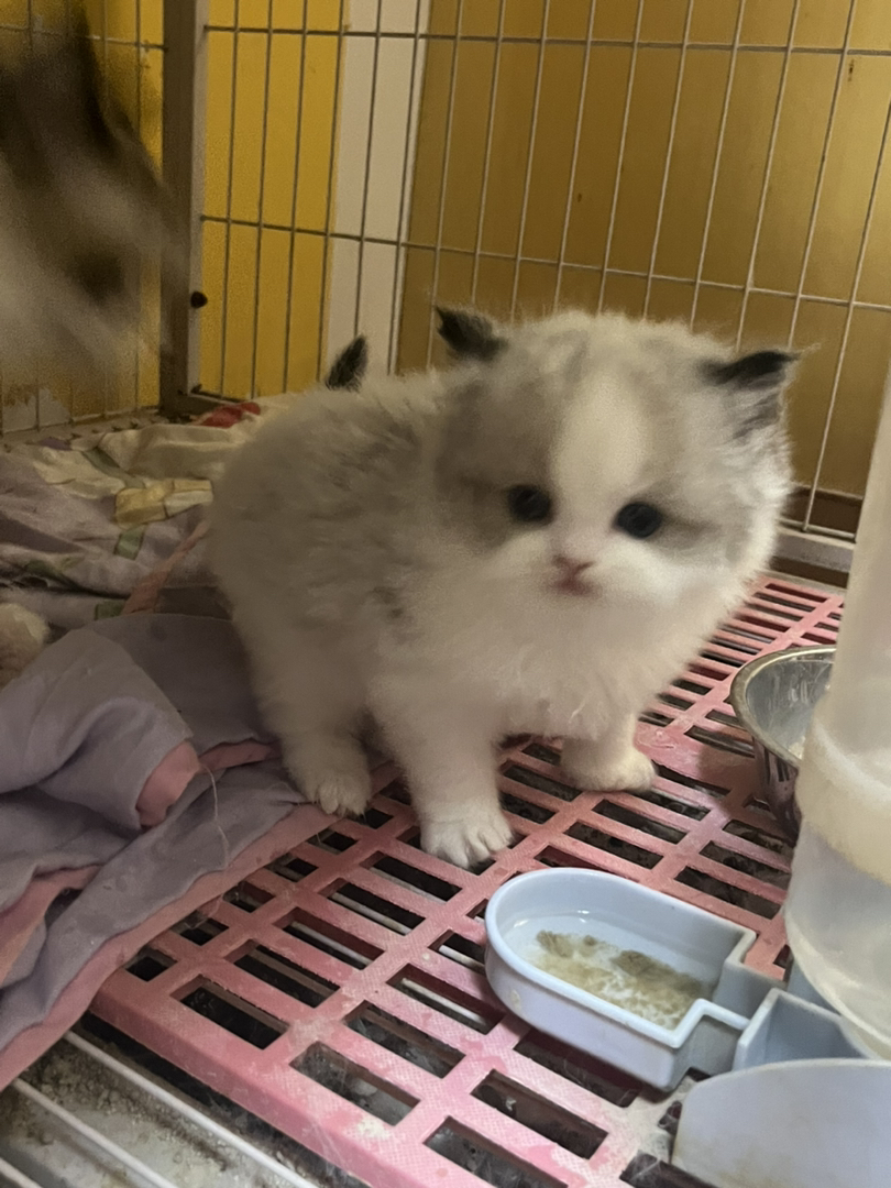布偶猫