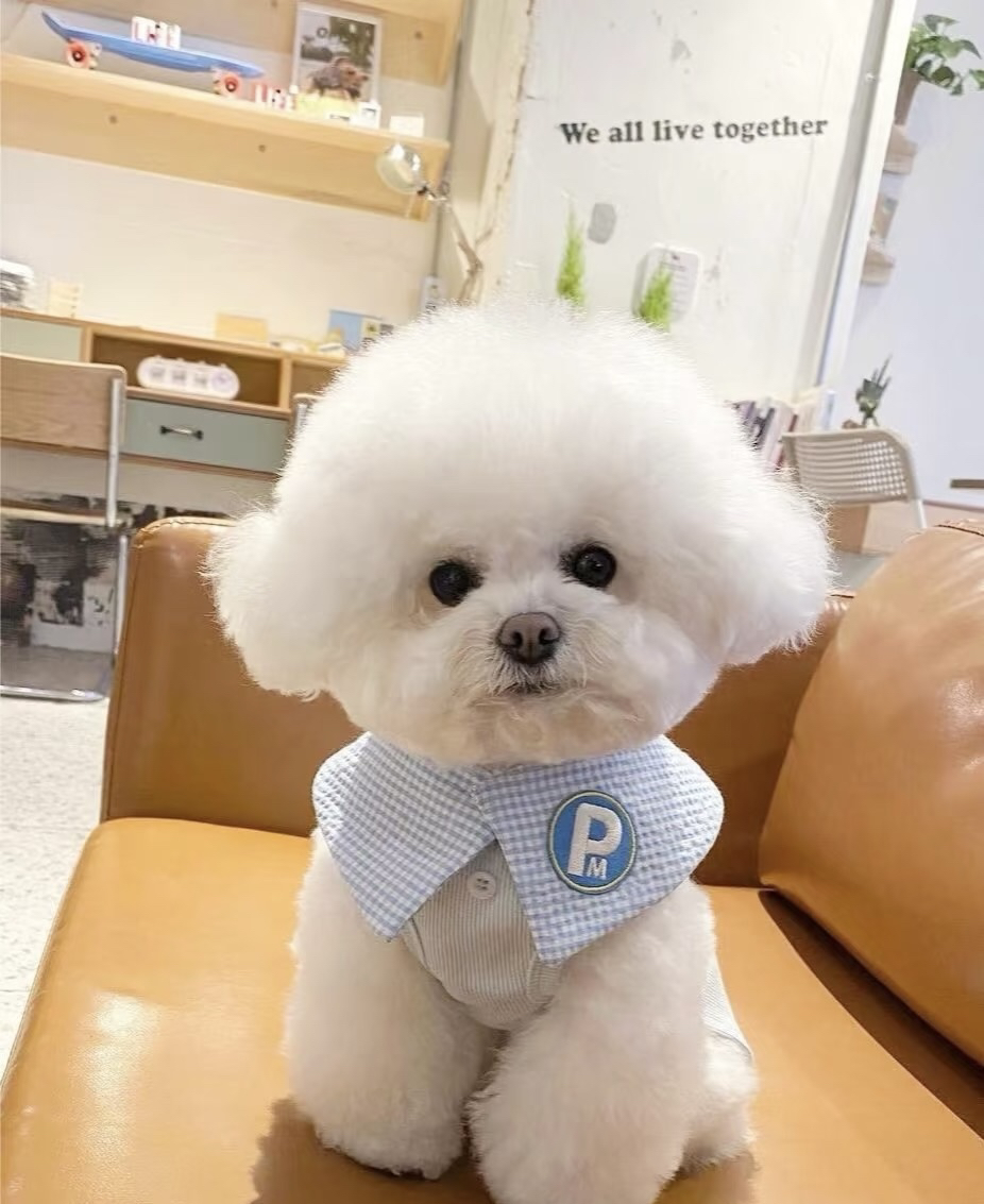 :比熊性格温顺,不拆家,待人友善,脾气好,是合格的伴侣犬。