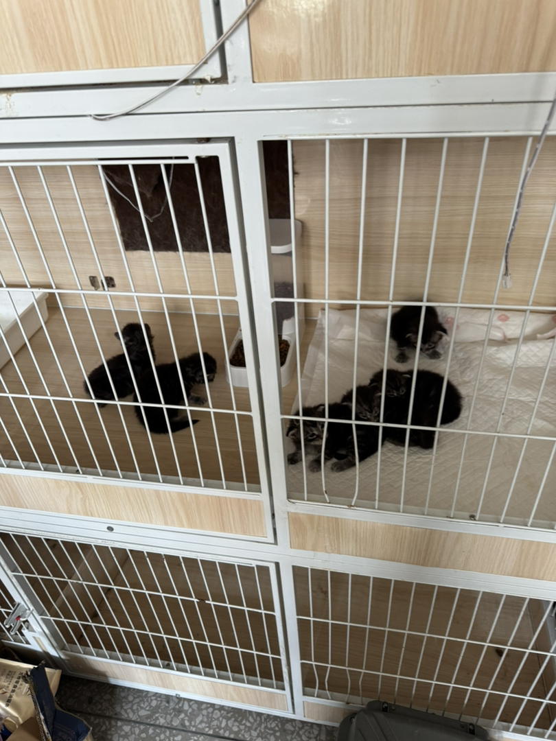 自家缅因猫生了一窝小宝贝，有银虎斑色 烟灰色，小猫们都很健康活泼