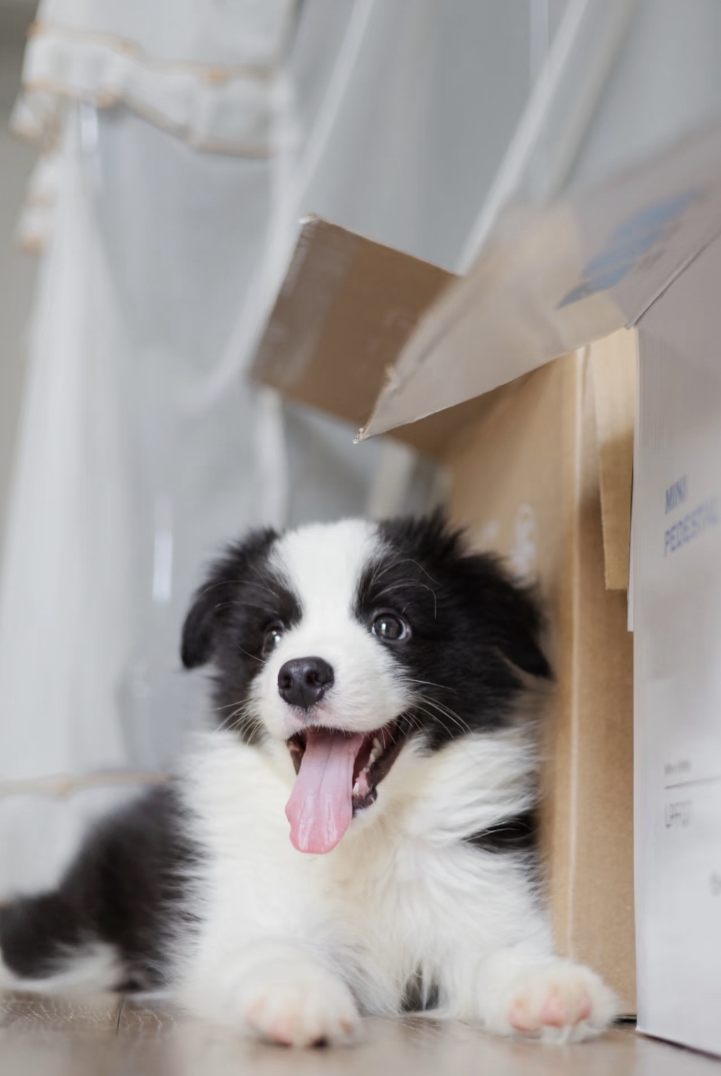 黑白边牧幼犬，颜值爆表超可爱，聪明活泼好伴侣