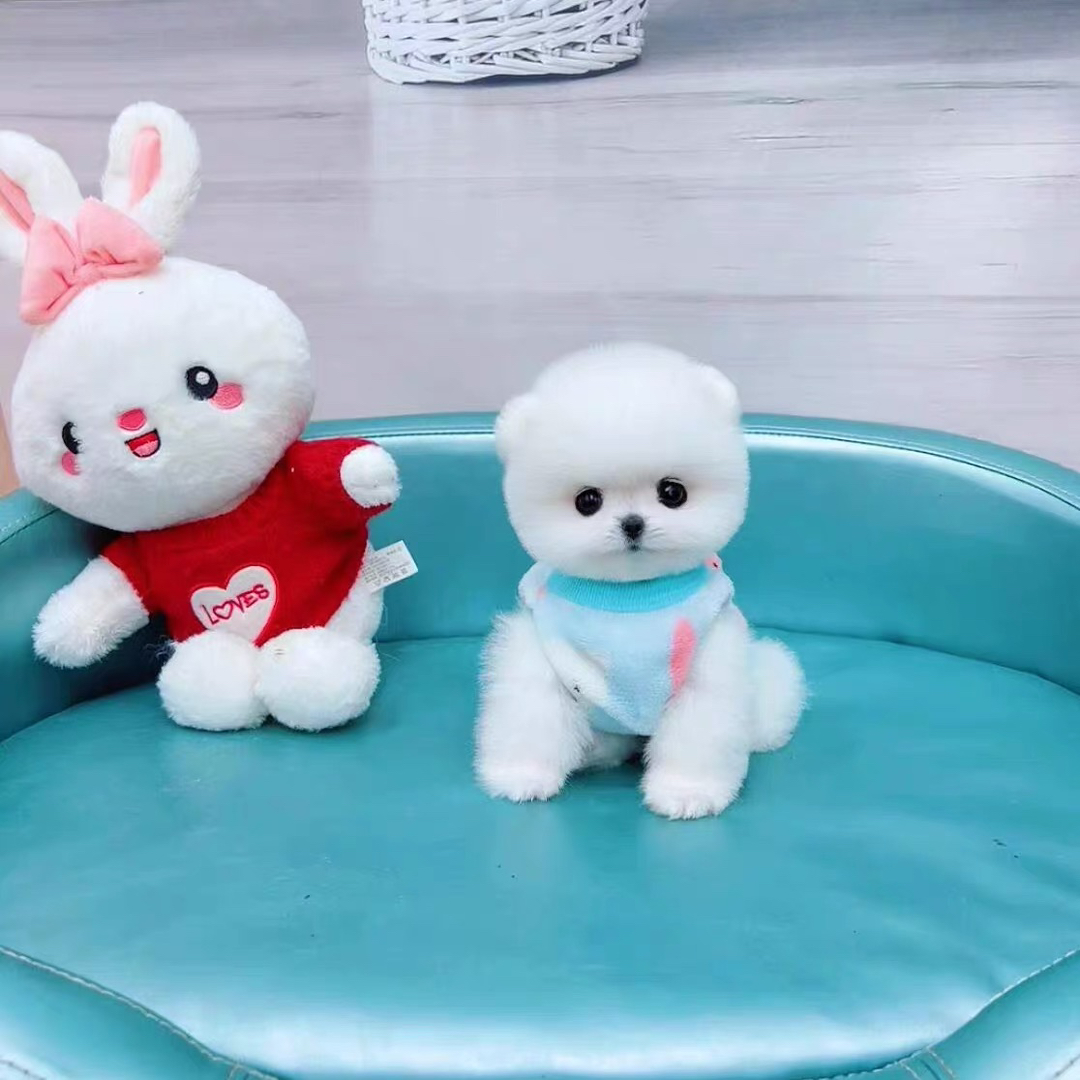 茶杯博美犬