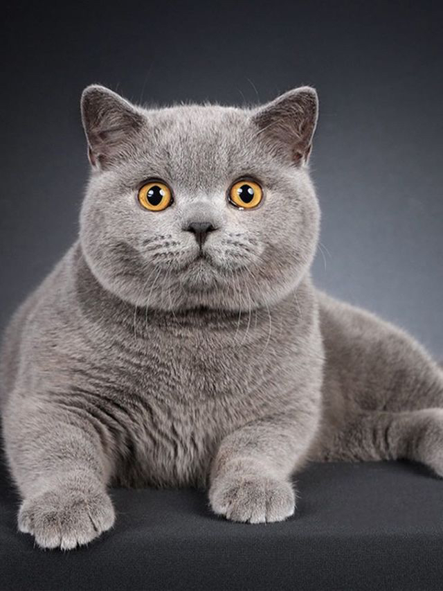 大胖脸蓝猫多只