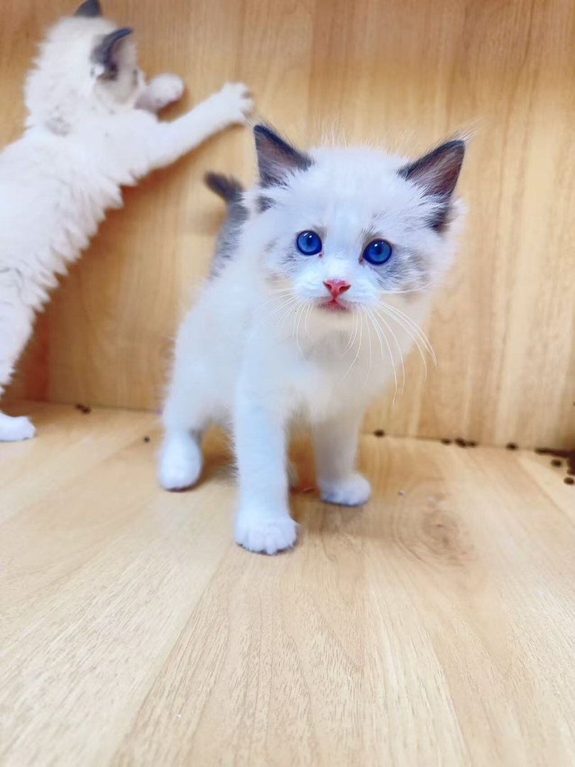 布偶猫