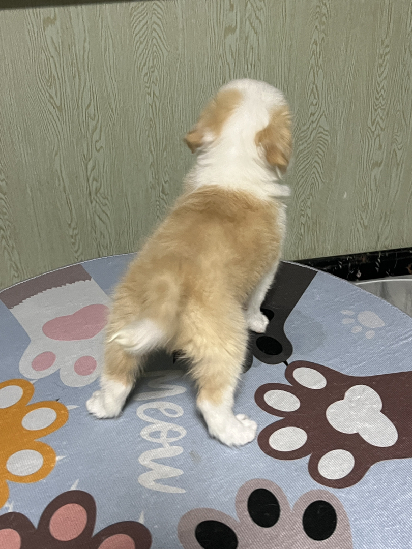 三通正开脸金边妹妹