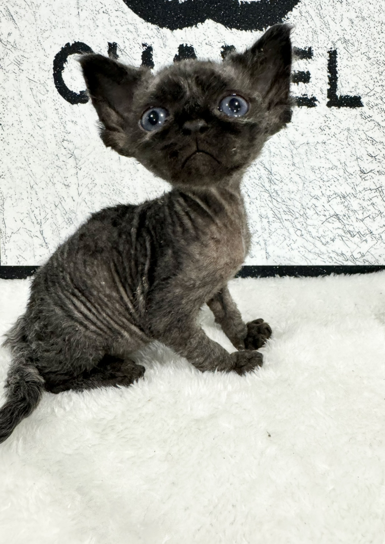 纯黑长毛弟弟，缺种公的来