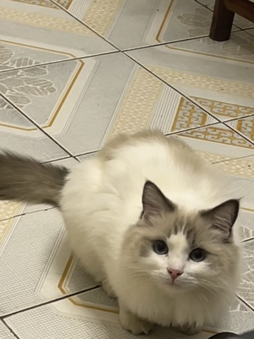 叫团团，性格胆小，但是又很调皮，特别聪明，这猫有点心眼子但不多