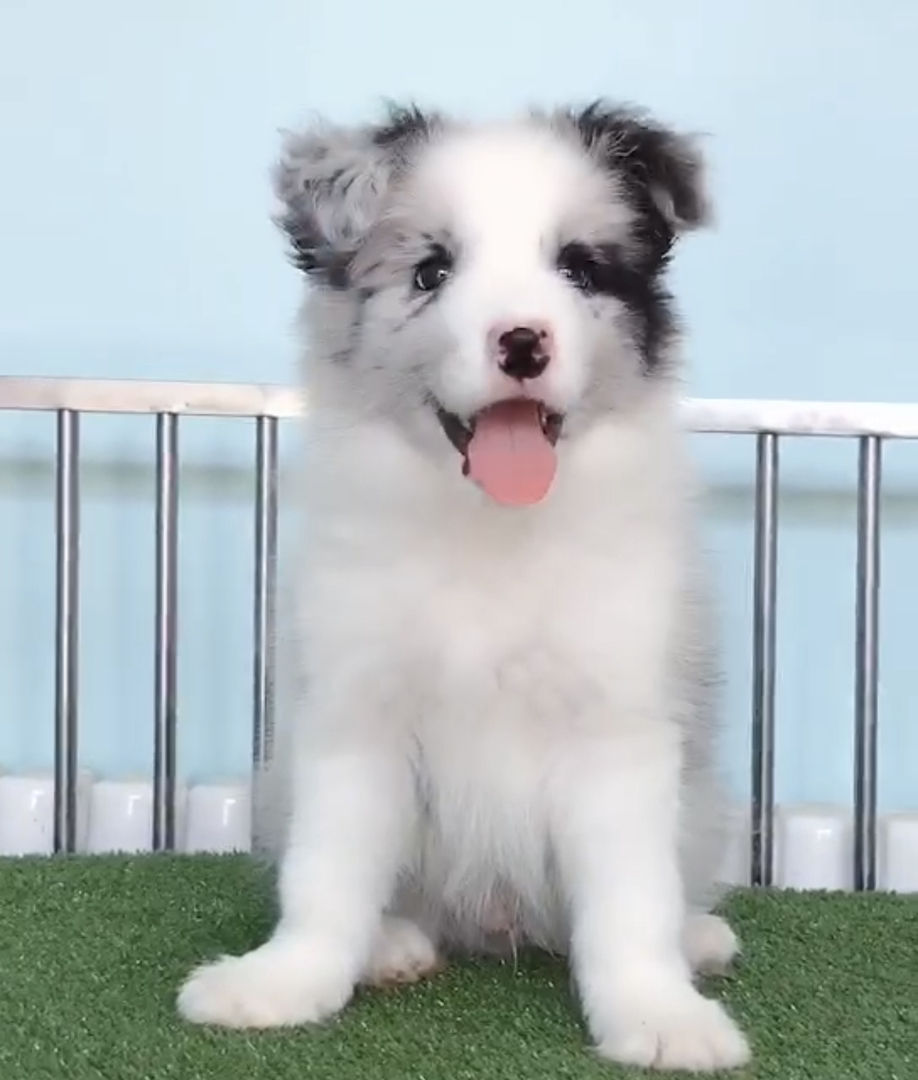 边境牧羊犬多又多❤️平台推荐