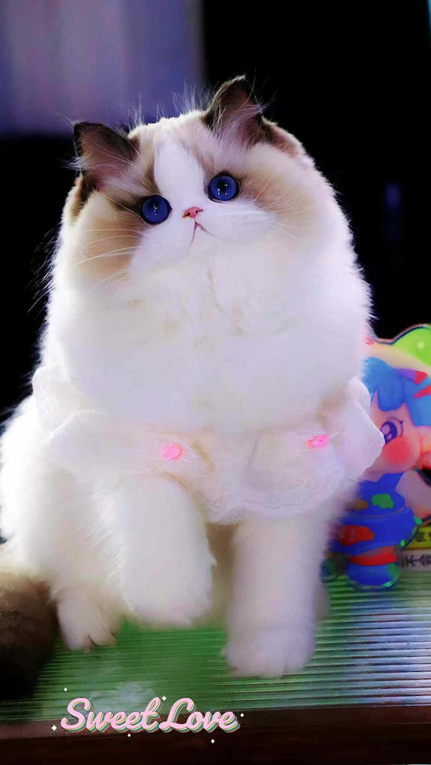 超级大爆毛布偶猫❤平台推荐