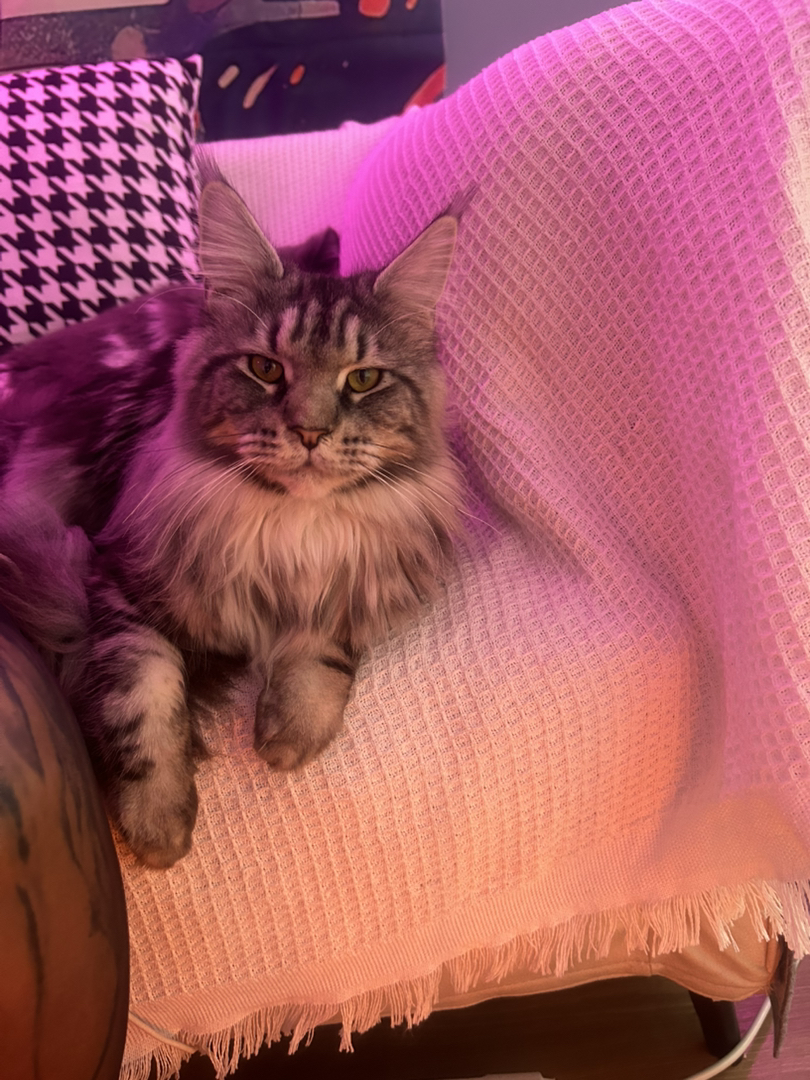 缅因猫，体型庞大毛发浓密，温柔巨人，养猫的不二之选