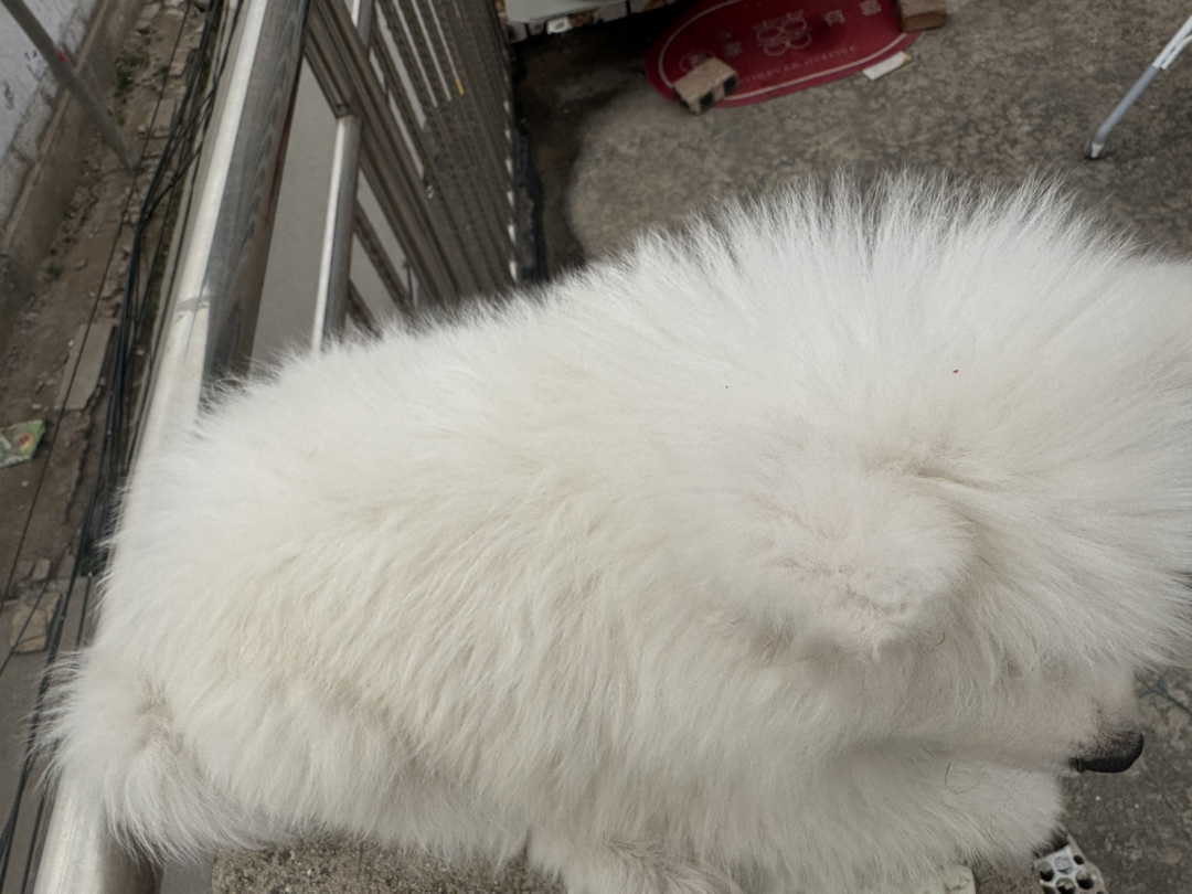 萨摩耶幼犬，毛白似雪，笑容治愈，温顺可爱的陪伴犬