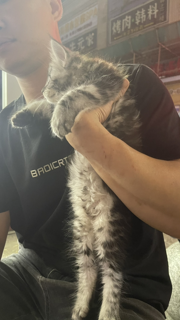 缅因猫幼崽，毛发浓密，体型较大，温顺可爱的理想宠物