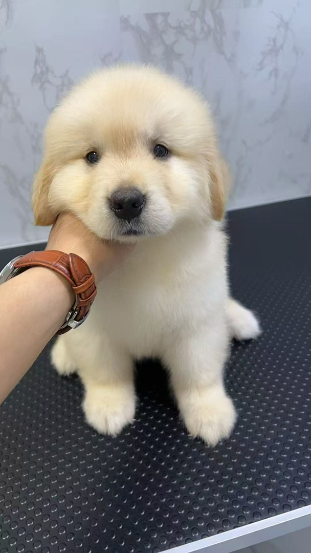 金毛幼犬，可爱萌态，毛软温顺，绝佳家庭陪伴宠物