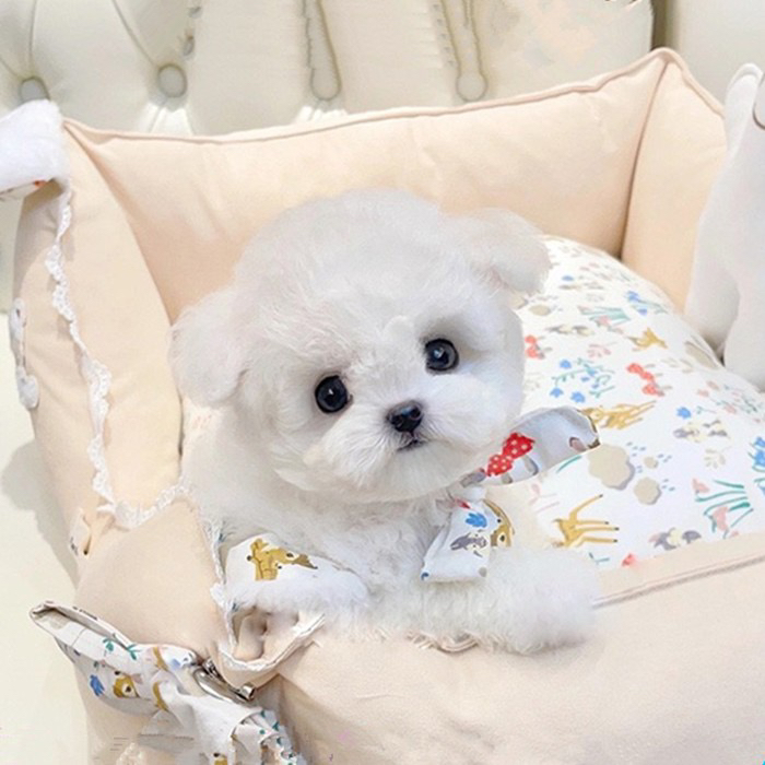 韩版比熊❤️疫苗齐全❤️