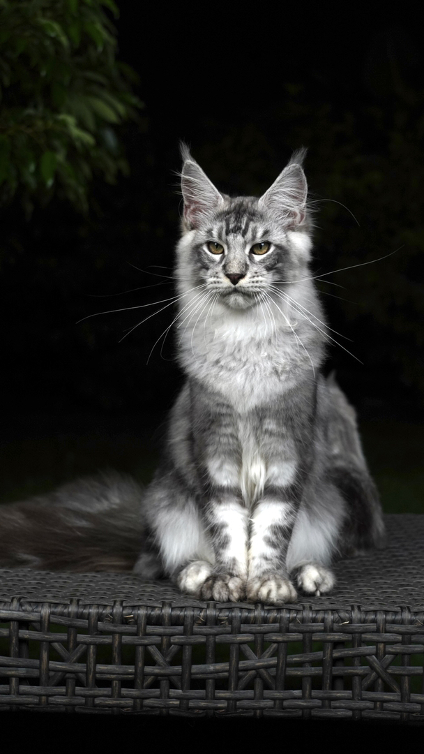 大嘴套银虎斑缅因猫，体型大毛发浓密，温柔聪明，尽显王者风范