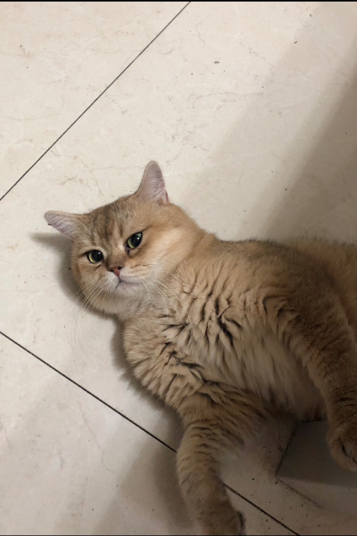 【特价】赛级金渐层宠物猫 公猫种猫