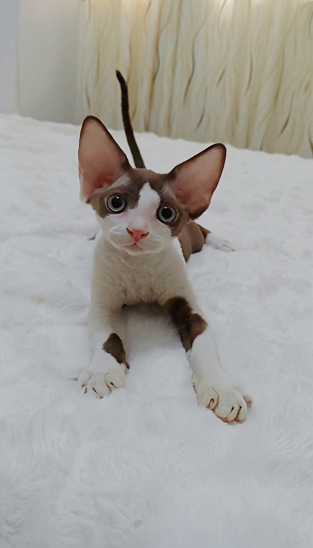 德文卷毛猫巧克力加白开脸弟弟