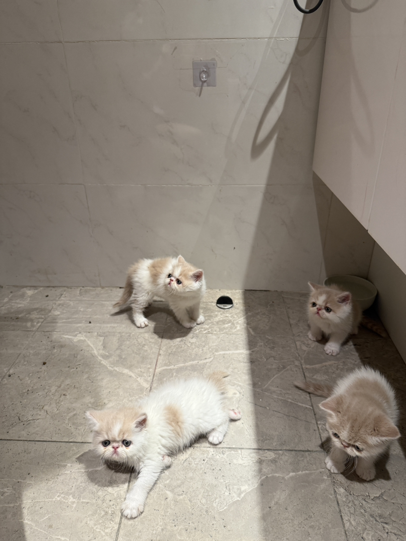 加菲猫超级能吃包一针疫苗无藓健康包7天猫瘟传腹