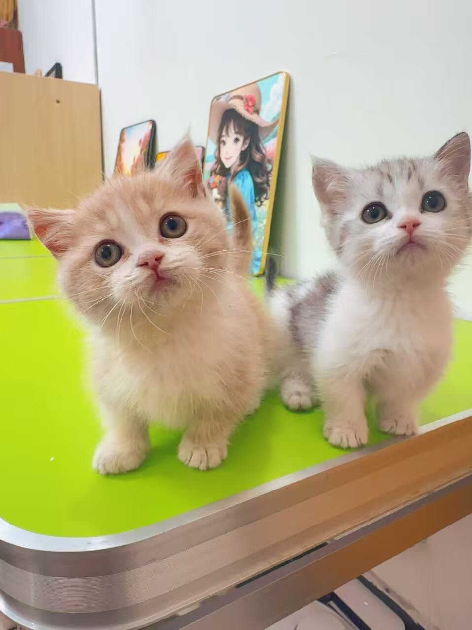 矮脚乳白，拿破仑