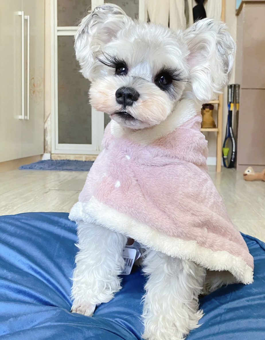 高端米其耳雪纳瑞宝宝