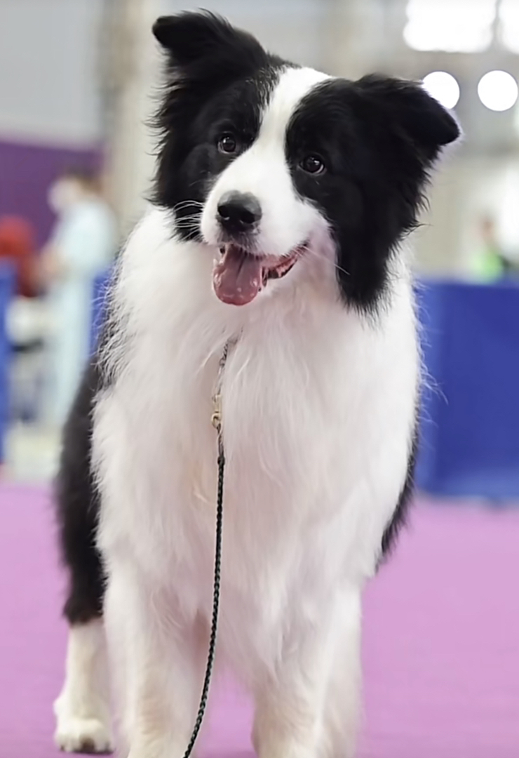 高端边境牧羊犬❤️双血统带证书芯片