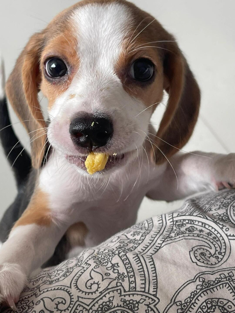 比格幼犬  送过渡粮 狗绳 ➕狗瘟 冠状 细小试剂检测