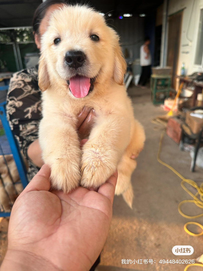金毛幼犬，可爱活泼，性格温顺，适合家庭养殖
