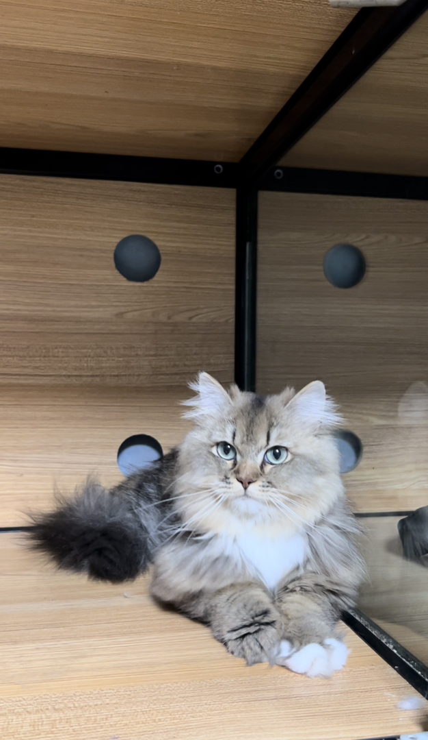 西伯利亚森林猫 是低敏猫，对猫毛过敏却又想养猫猫的家长有福啦！