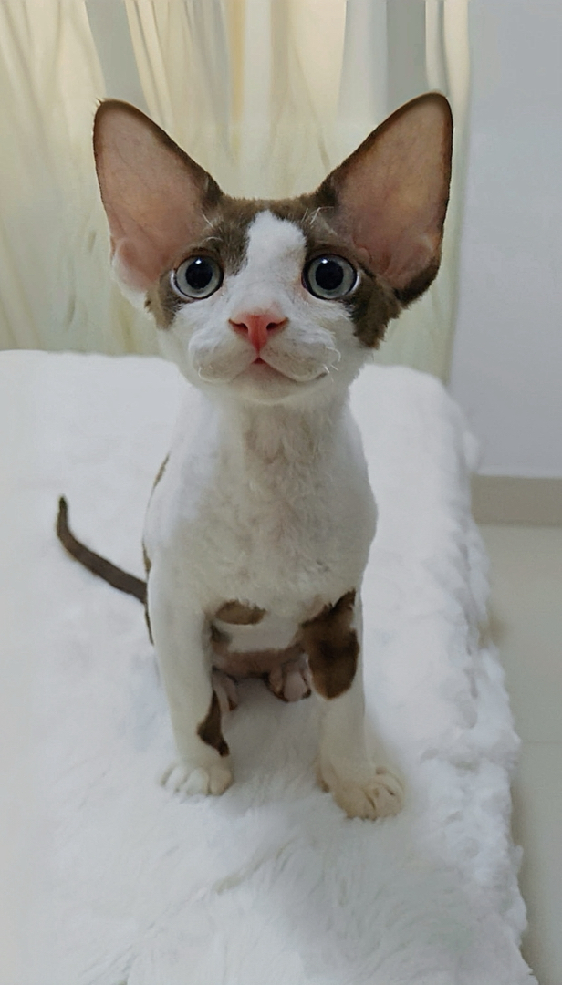 德文卷毛猫巧克力加白开脸弟弟