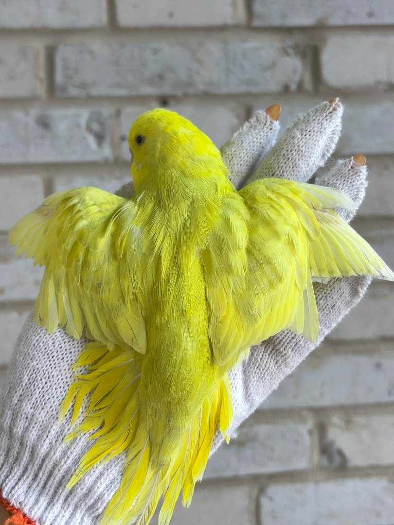 苹果绿大头虎皮鹦鹉，随时去新家