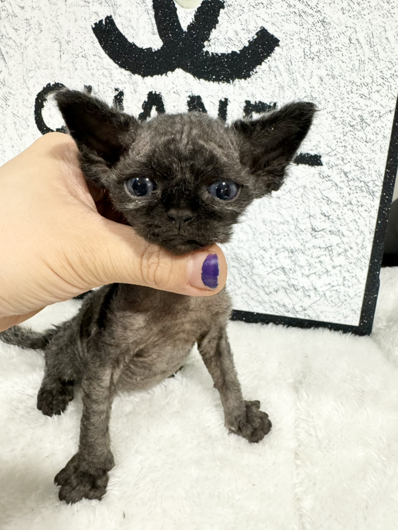 纯黑长毛弟弟，缺种公的来