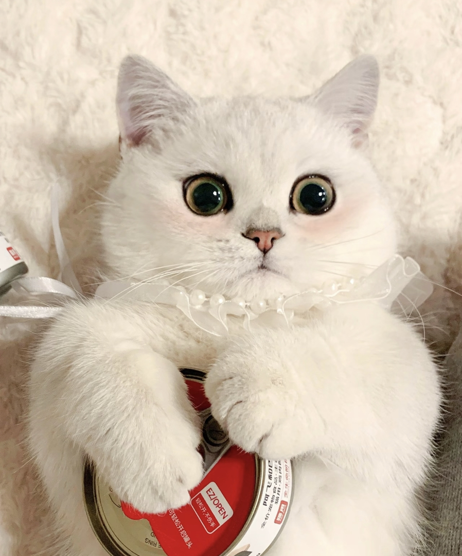 6个月银渐层大胖脸猫猫❤️疫苗齐全