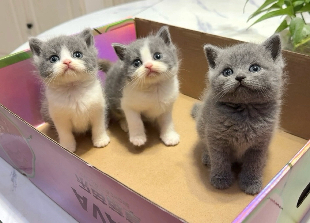 自家繁育蓝白小猫