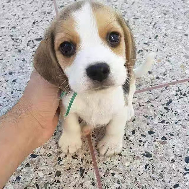 比格犬1888起步❤️平台推荐