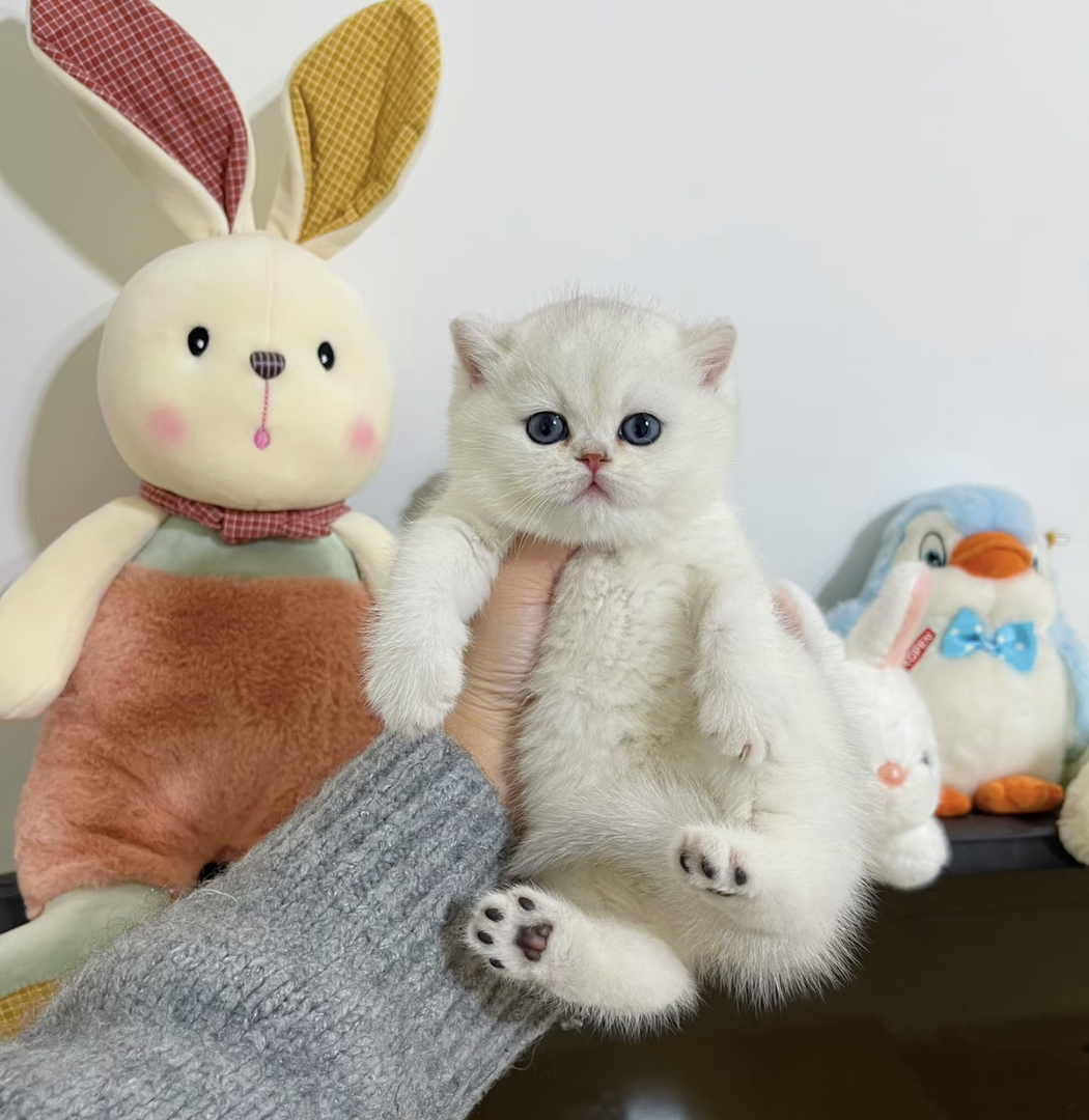 精品银渐层猫咪488起步