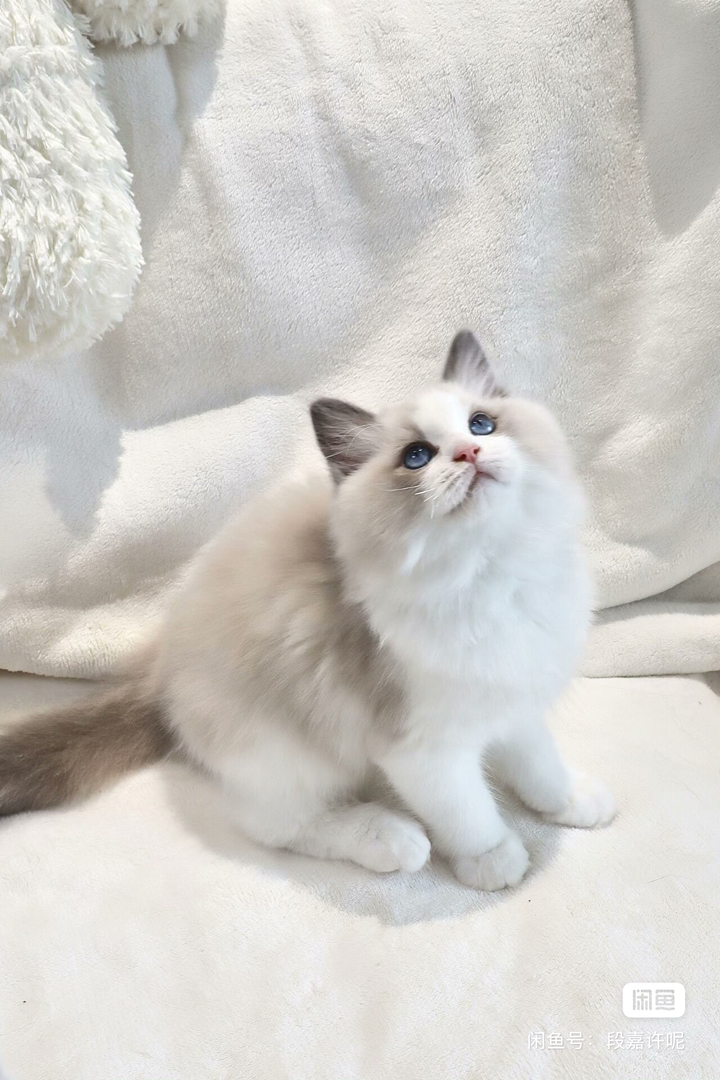 布偶猫
