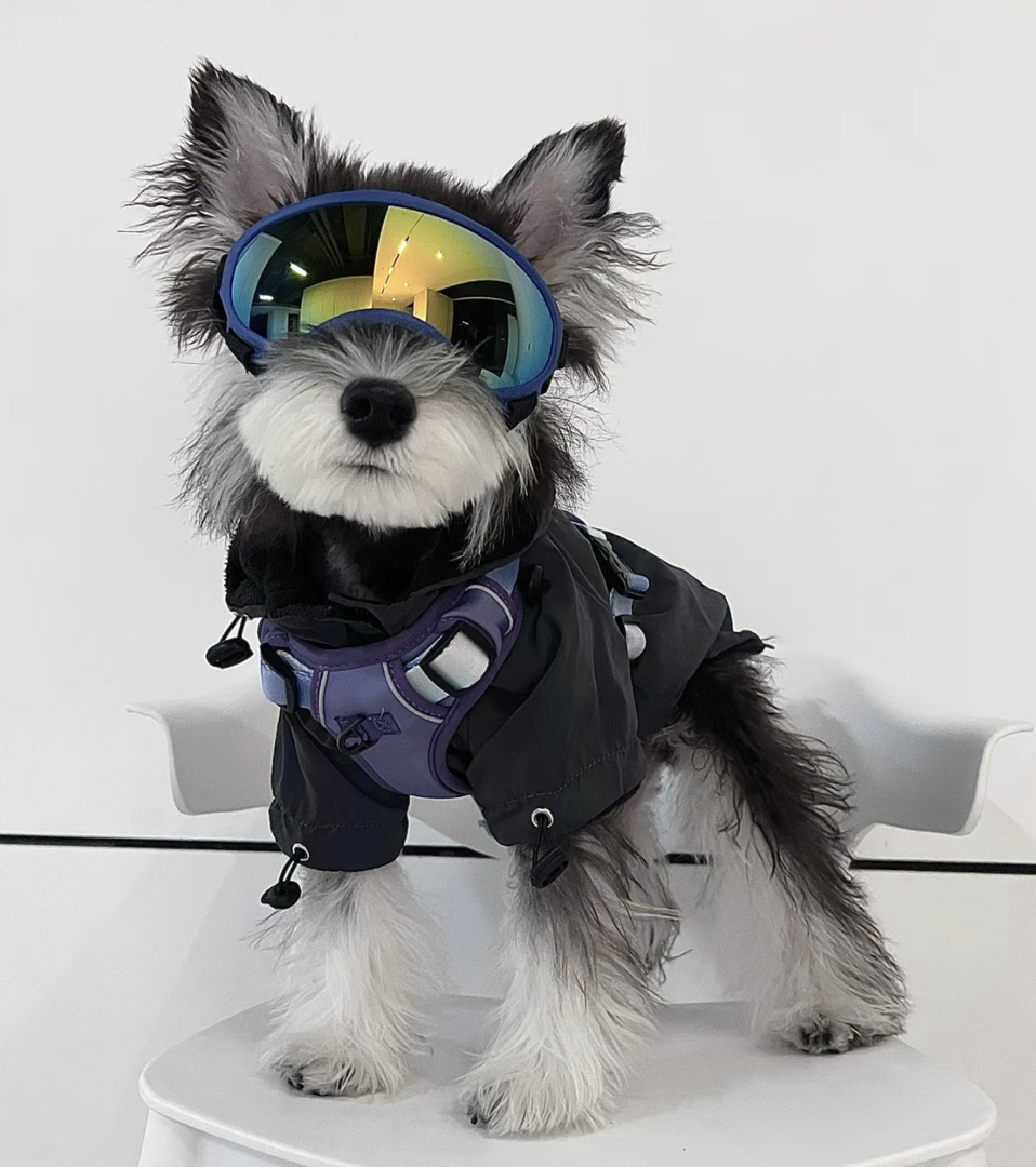 雪纳瑞犬,造型时尚,毛发浓密,个性独特的可爱萌宠