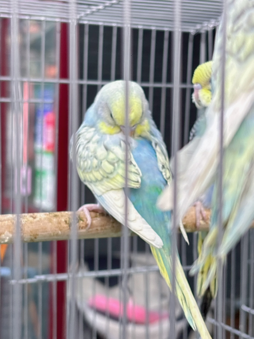 可爱虎皮鹦鹉，小巧玲珑，羽毛漂亮，易养宠物