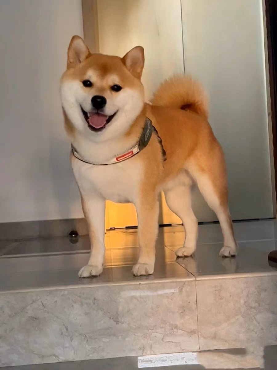 ❤平台推荐商家❤双血统纯种日本柴犬