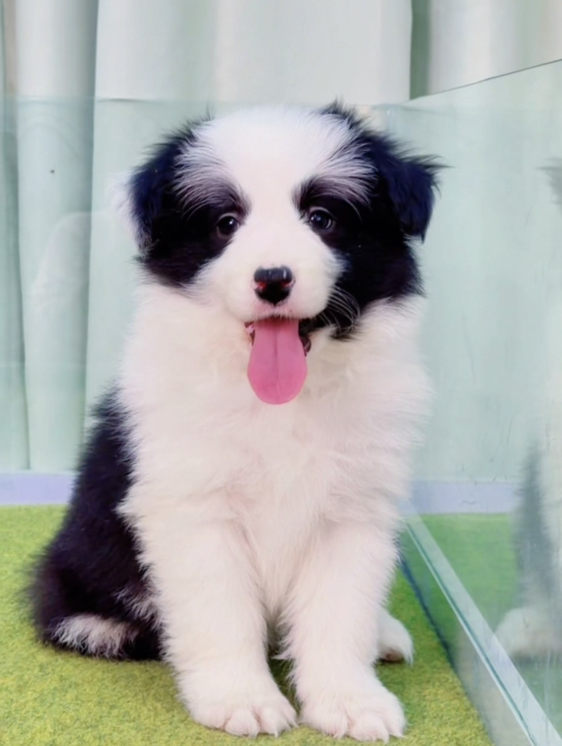 七白三通双血统💎带证书芯片边境牧羊犬