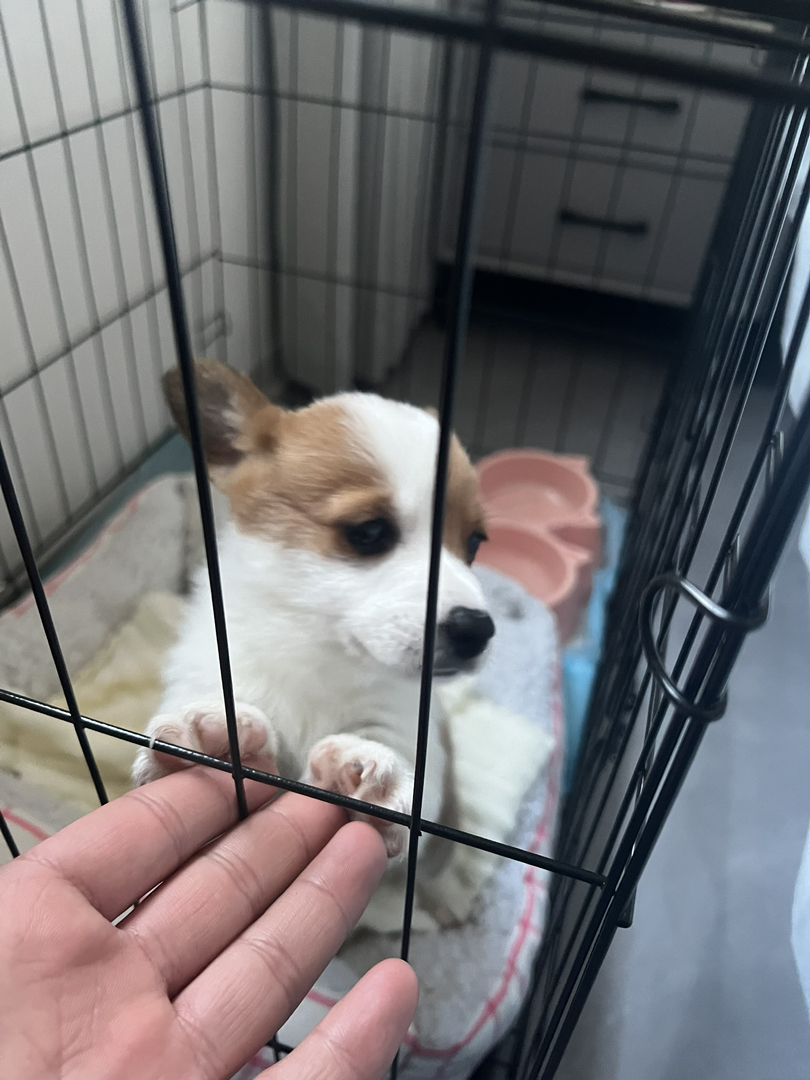 纯种双色小短腿柯基宠物狗🐶