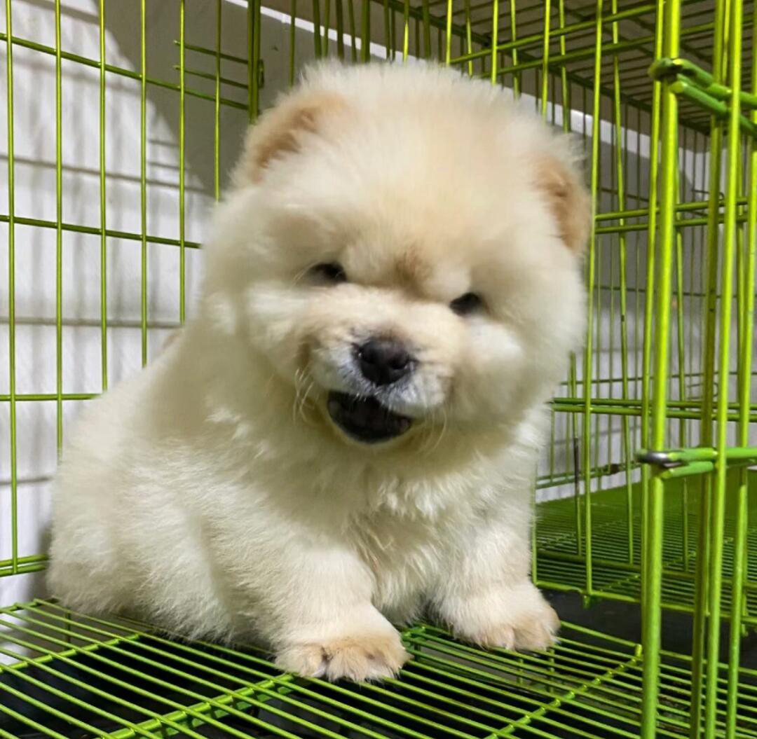 松狮幼犬，毛茸可爱，憨态可掬，忠诚温顺的理想伴侣