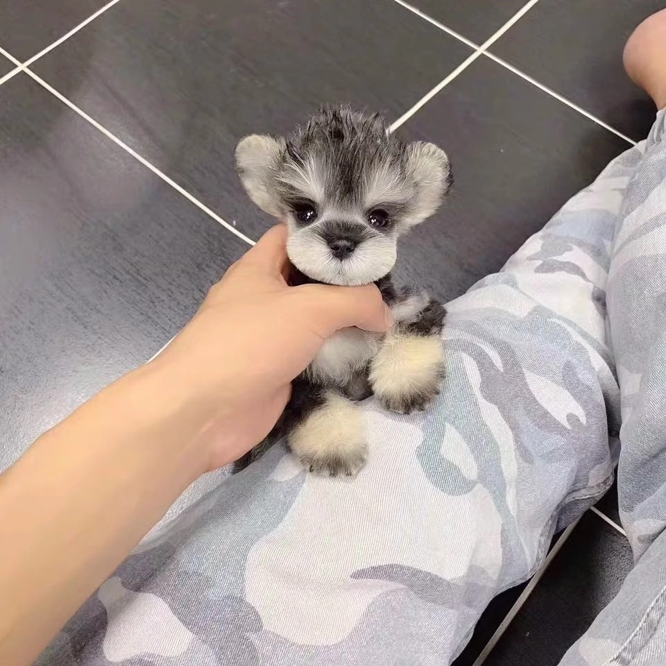 飞耳雪纳瑞❤️韩版❤️呆萌幼齿脸