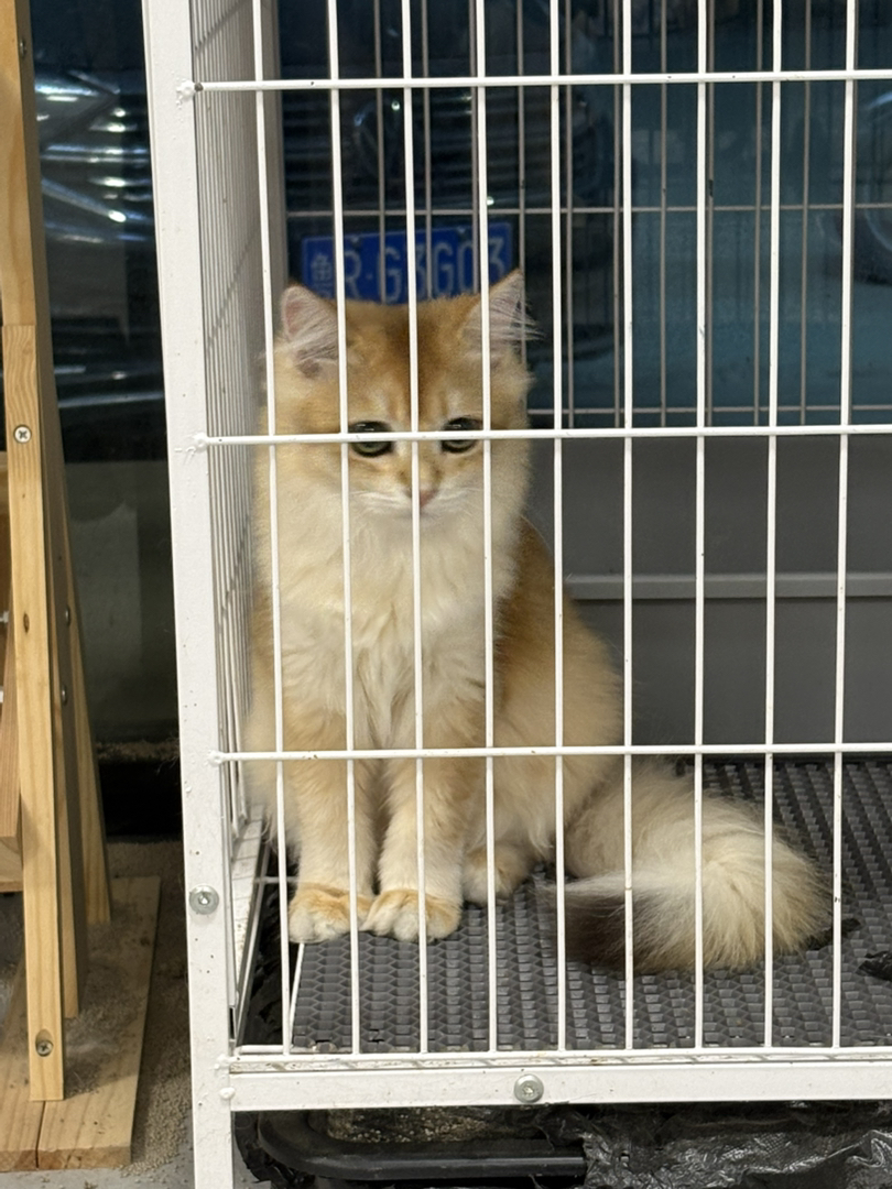 金渐层猫咪，颜值爆表，毛发浓密，温柔可爱的贴心伴侣