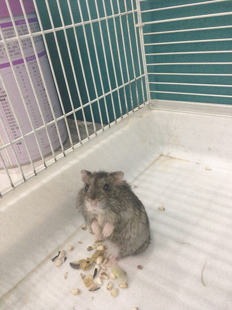 三线公仓鼠