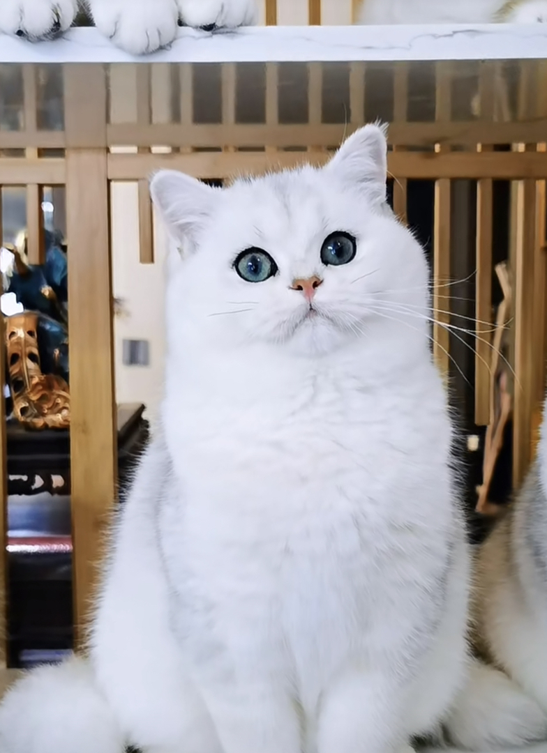 高端银渐层猫咪❤️平台推荐