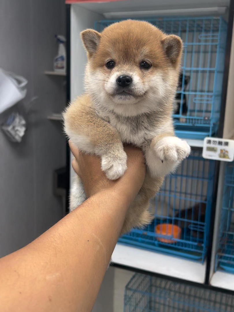 可爱柴犬幼犬，毛绒绒超萌，忠诚聪明，绝佳陪伴宠物